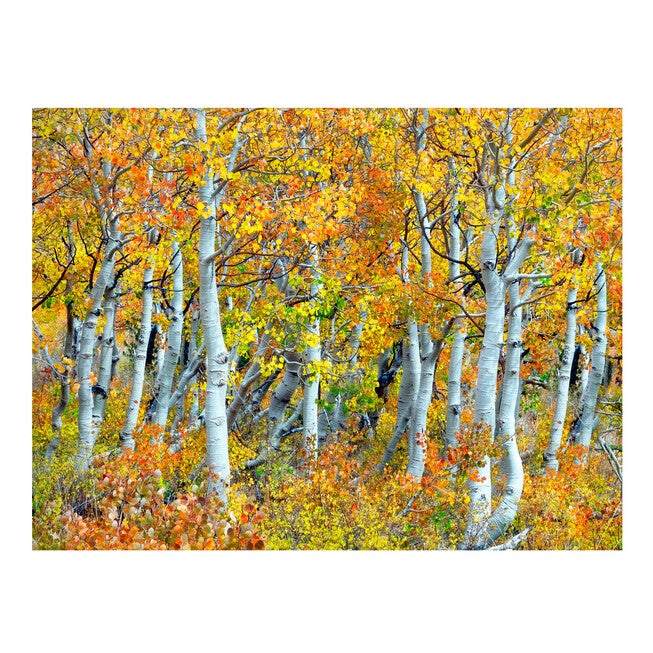 All Weather All Season Outdoor Canvas Art, MULTI, hi-res image number 0