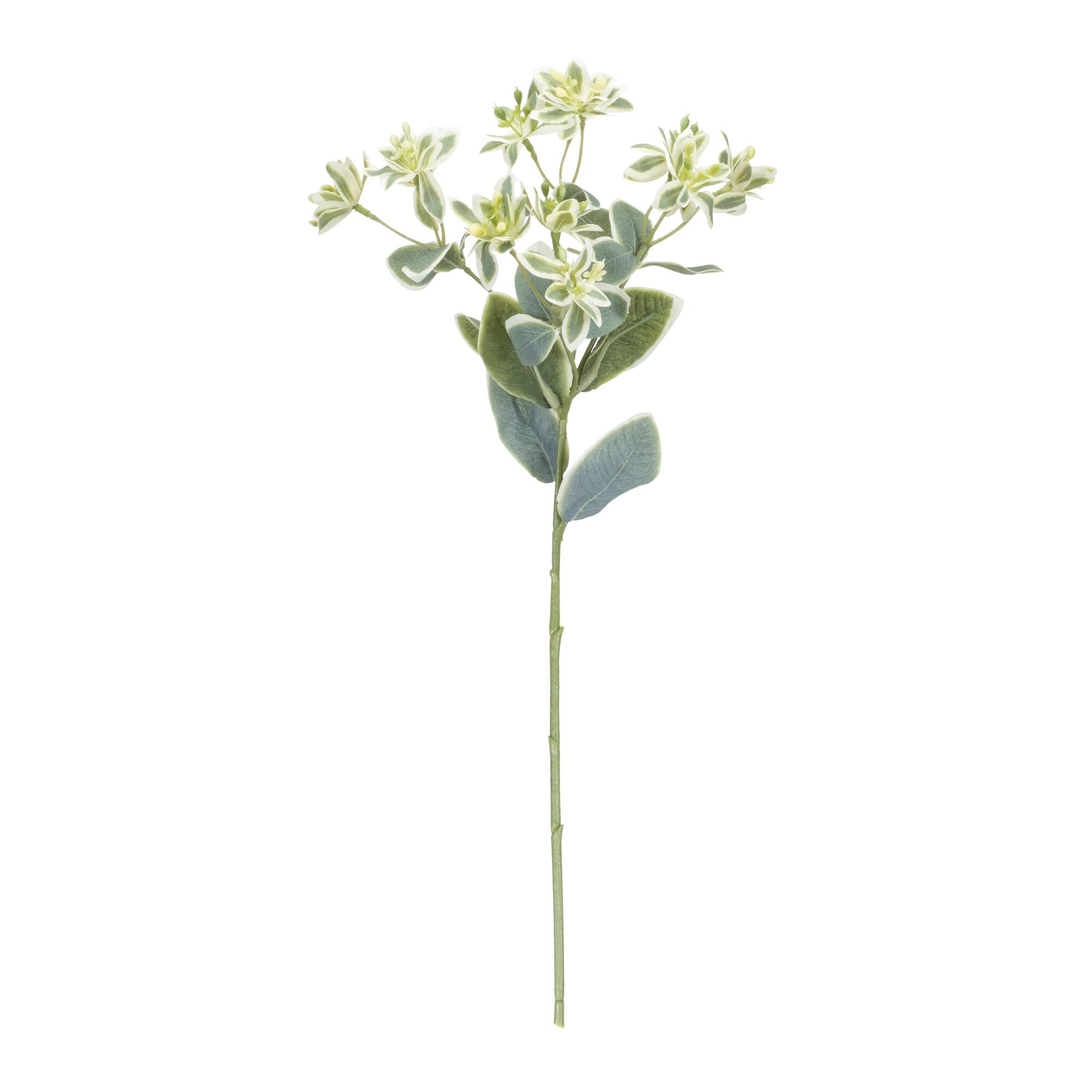 Euphorbia Floral Stem (Set of 6), GREEN/WHITE, alternate image number 1