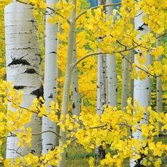 All Weather All Season Outdoor Canvas Art