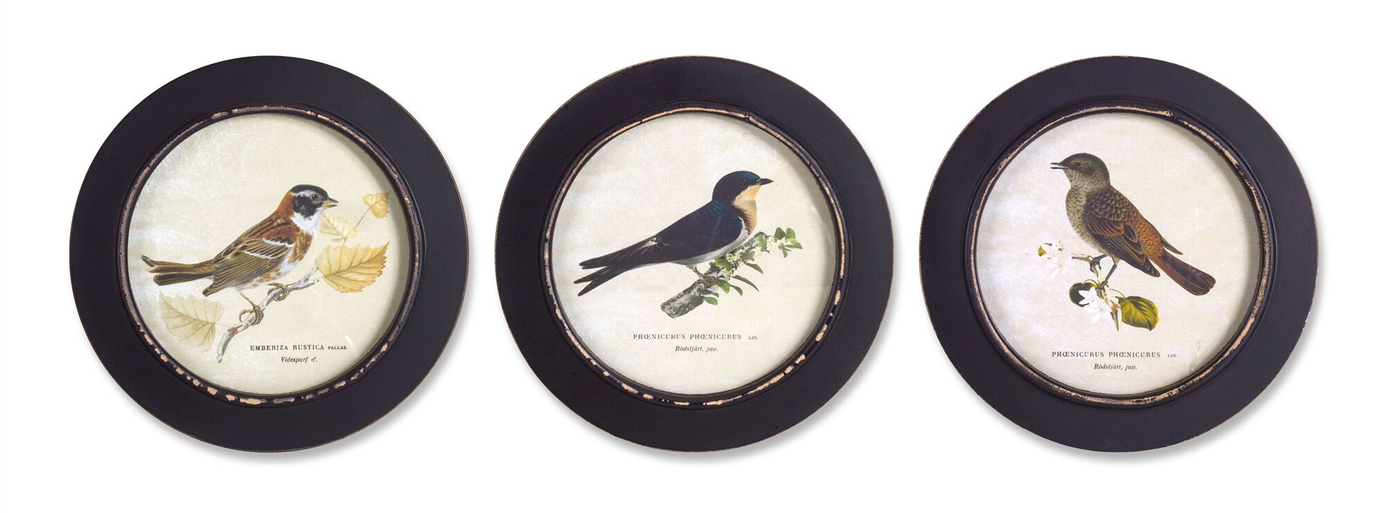 Wood Framed Encyclopedia Bird Print (Set of 3) 9.5 inchesD, BLACK, hi-res image number 0
