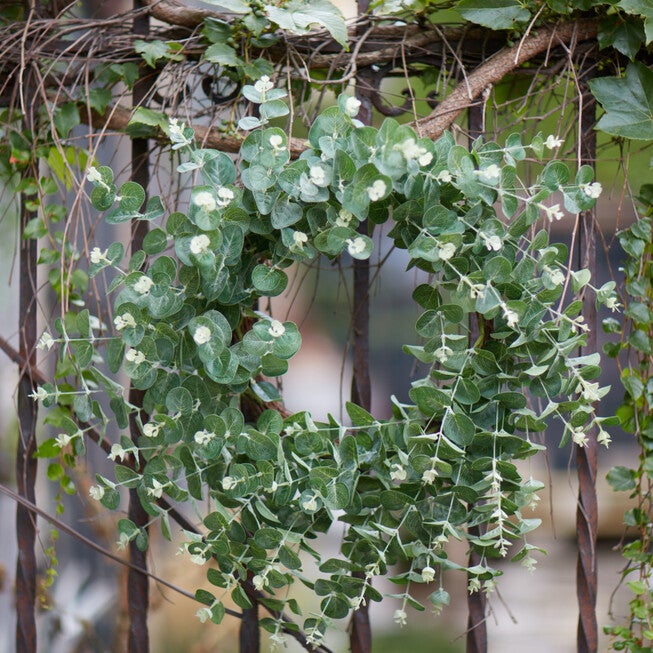 Seeded Eucalyptus Grapevine Wreath 28 inchesD, , on-hover image number 1