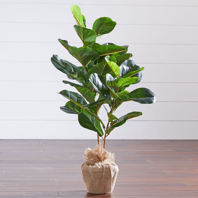 3' Fiddle leaf Fig Tree with Burlap, GREEN, hi-res image number 0