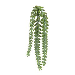 Hanging Sedum Succulent Spray Set of 12