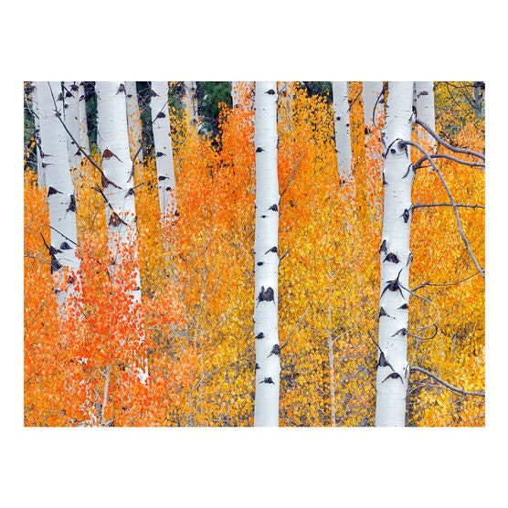 All Weather All Season Outdoor Canvas Art, MULTI, hi-res image number null