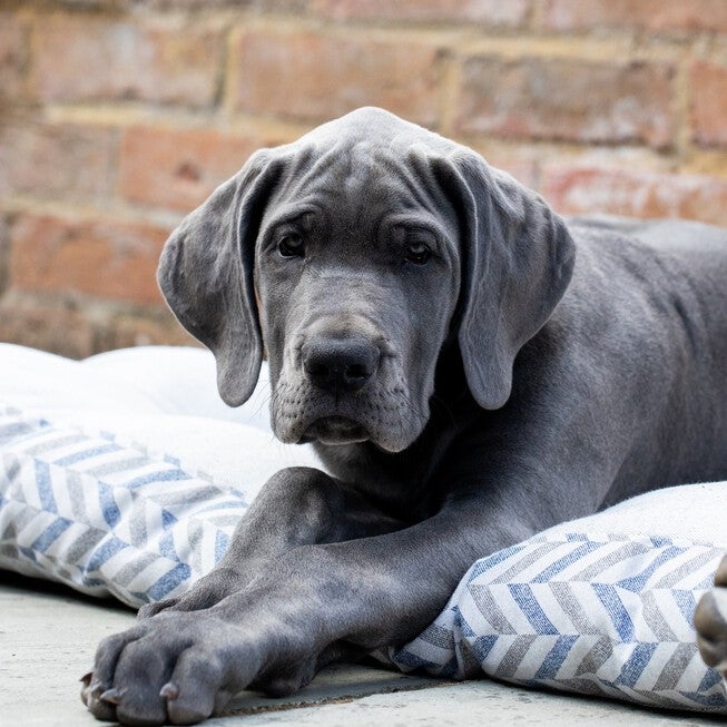 Waikiki Eco-Fabric Mattress Dog Bed, , alternate image number null
